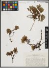 Foto von Salix phlebophylla Andersson